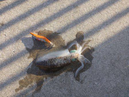 淡路島アオリイカ釣行