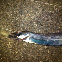 タチウオワインド