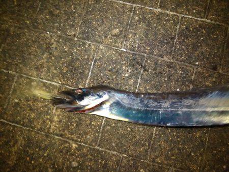 タチウオワインド