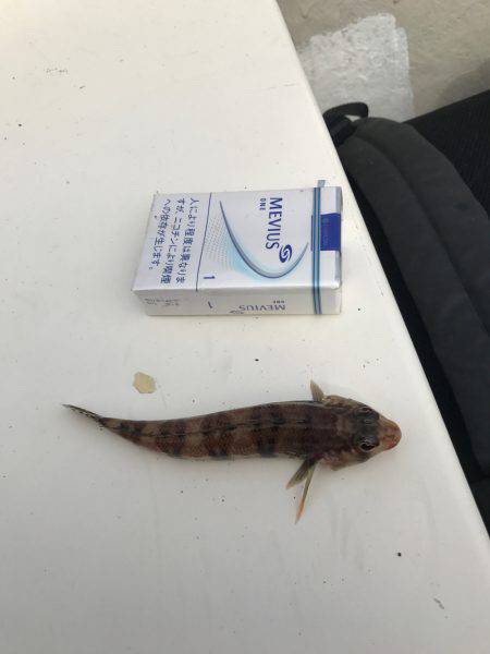 ボートで五目釣り！