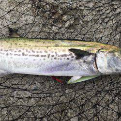 サゴシとタチウオ