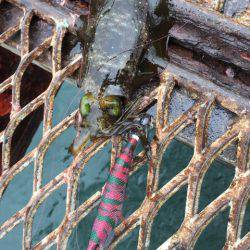 天気予報は雨なのに…それでも釣行