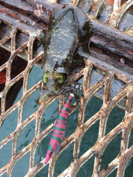 天気予報は雨なのに…それでも釣行