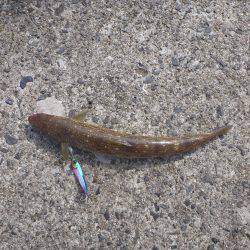 岸和田一文字 青物・タチウオ狙い