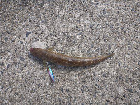 岸和田一文字 青物・タチウオ狙い