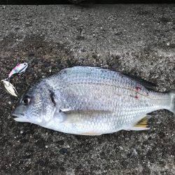 アオリイカ、キビレ