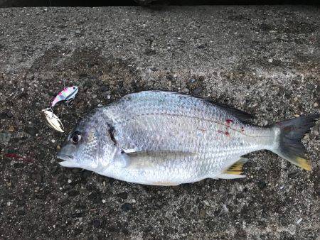 アオリイカ、キビレ