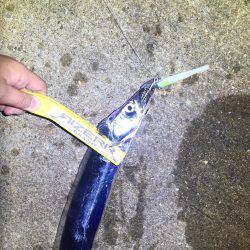 南港タチウオ 徐々に湾奥へ！