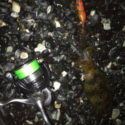 ナイトエギング‼︎