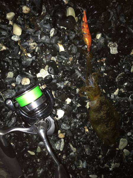 ナイトエギング‼︎