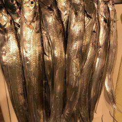 ポートアイランド タチウオエサ釣り入れ食い！