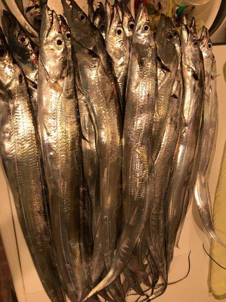 ポートアイランド タチウオエサ釣り入れ食い！