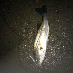 秋シーバス好調(๑╹ω╹๑ )