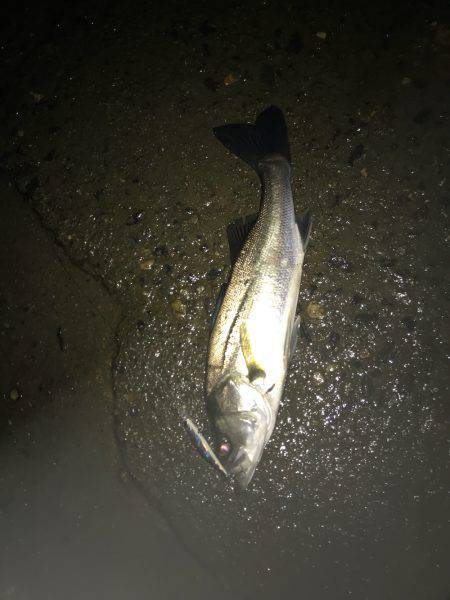 秋シーバス好調(๑╹ω╹๑ )