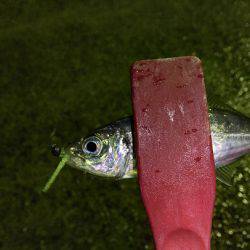 またまた渋いアジング