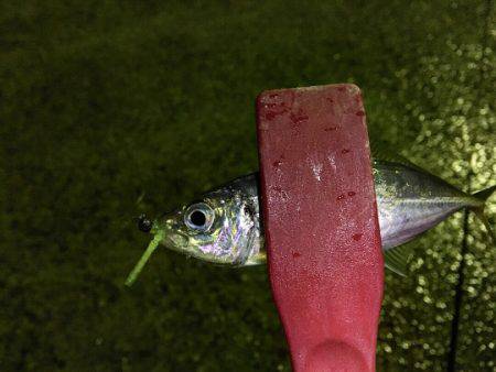 またまた渋いアジング