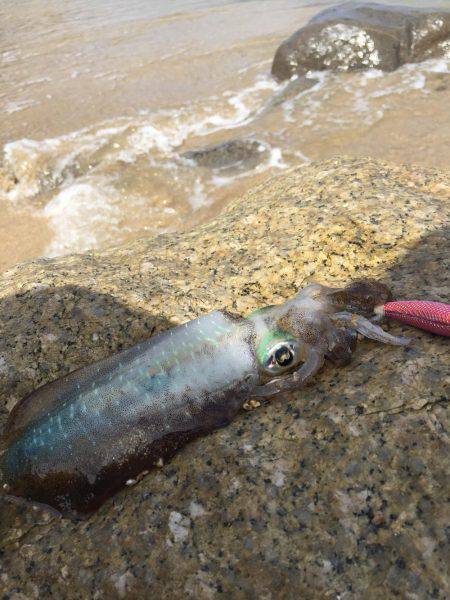 デイ・サーフエギング