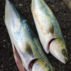 久々のショアジギング