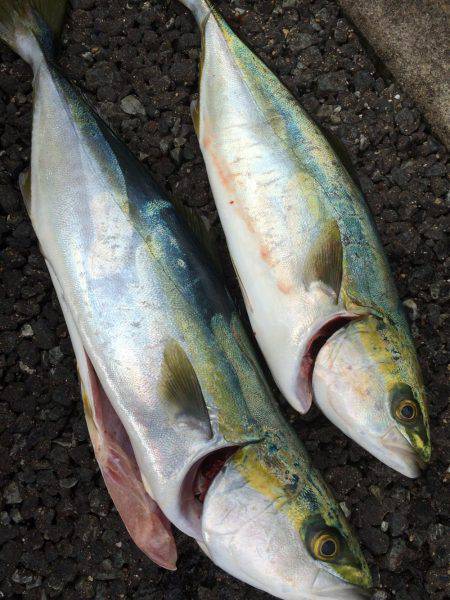 久々のショアジギング