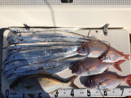 タチウオジギングからの鯛ラバ