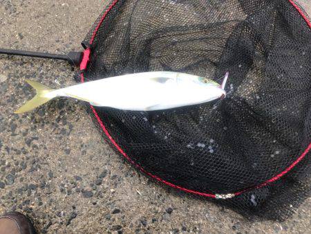 一年ぶりのハマチ狙い