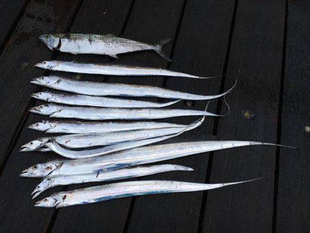 良く釣れました