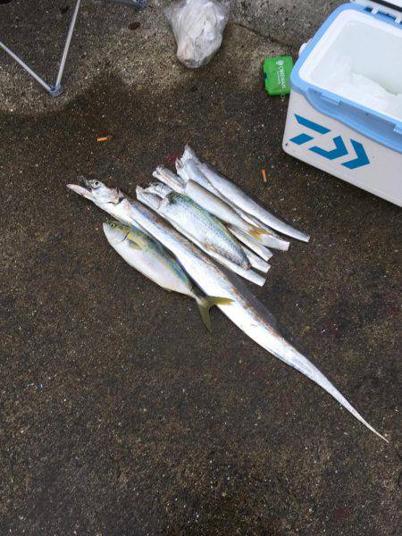 ドラゴン捕獲！