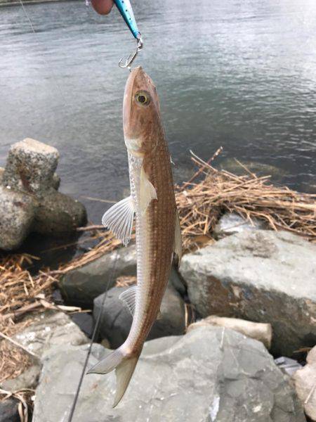 初ライトショアジギング