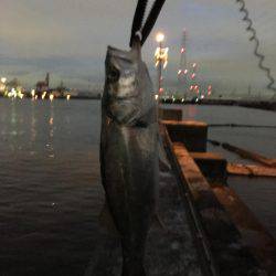 南港シーバス 高活性!