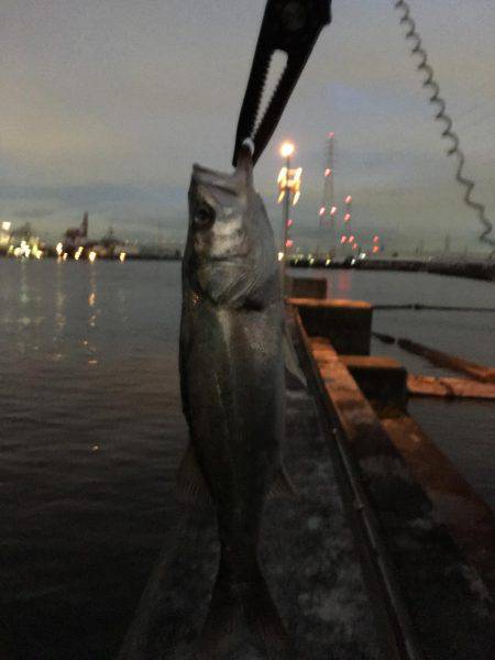 南港シーバス 高活性!