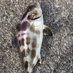 SSJで謎の魚ゲットしました