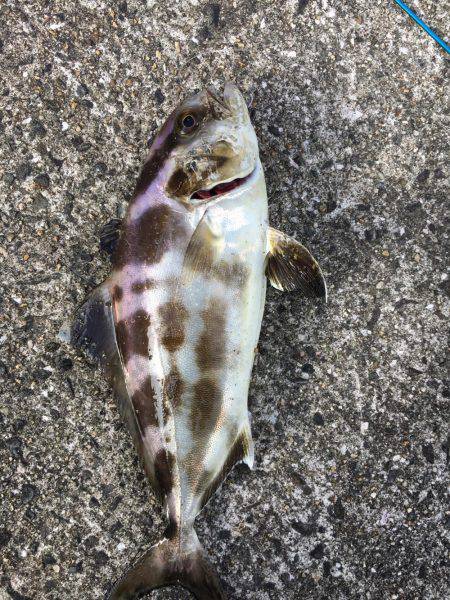 SSJで謎の魚ゲットしました