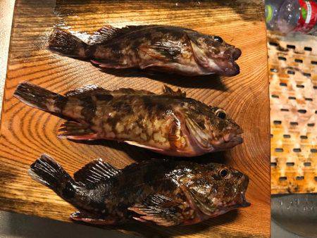 アジングでエソ他