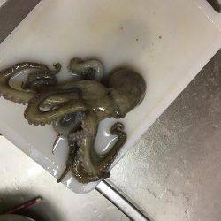 エギング。またタコが