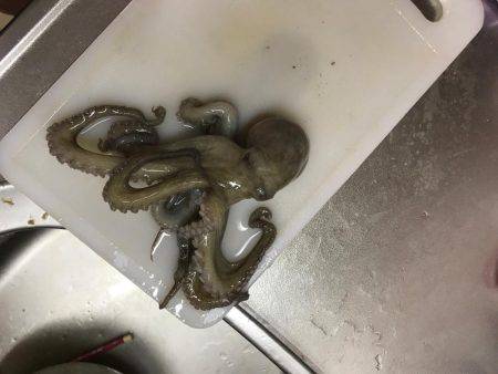 エギング。またタコが