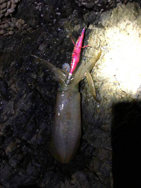 磯でアオリイカ