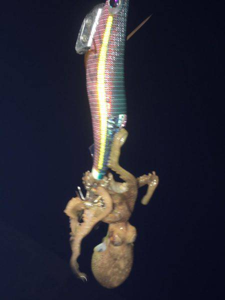 まったりエギング