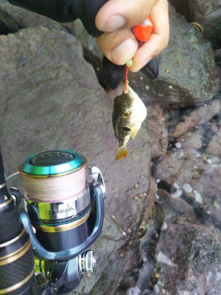 ガシラを求めて