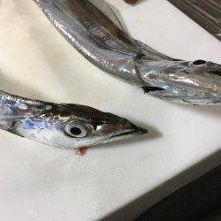 ジグでタチウオ