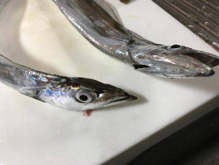 ジグでタチウオ