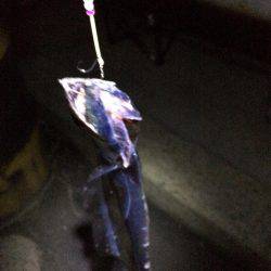 太刀魚、ボチボチ。