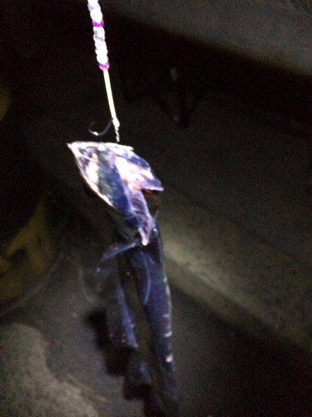 太刀魚、ボチボチ。