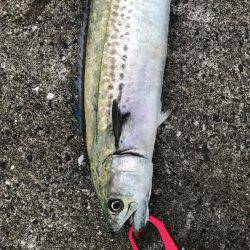 シーバス狙いが