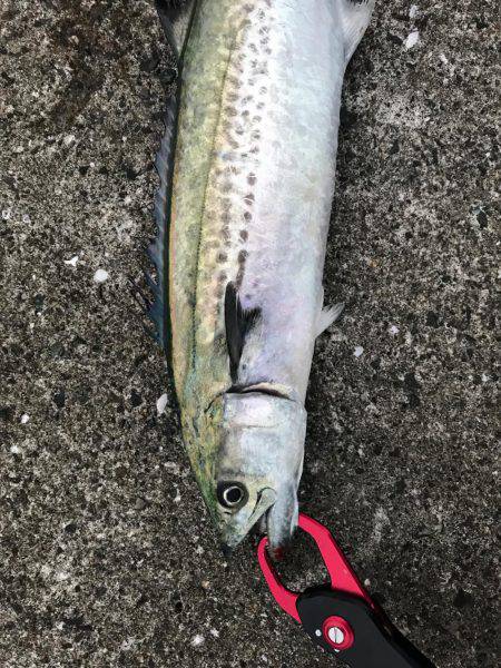 シーバス狙いが