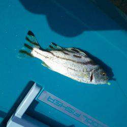 逗子海岸で投げ釣り