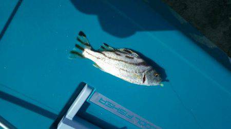 逗子海岸で投げ釣り