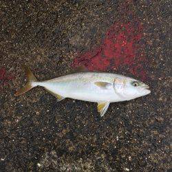 岸和田一文字サワラ！