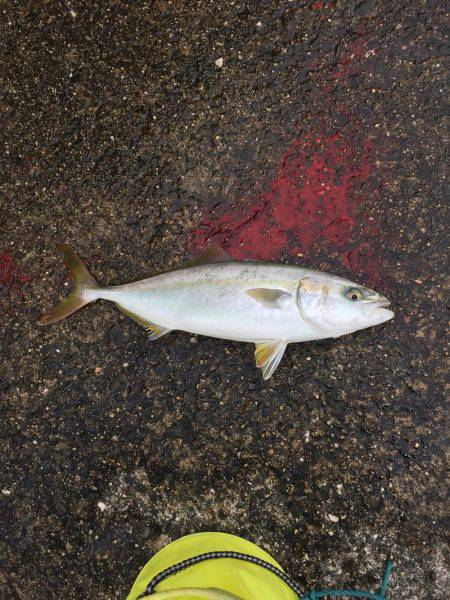 岸和田一文字サワラ！