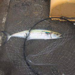 やっと湾内にもタチウオ