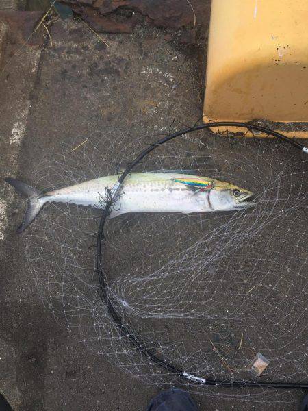 やっと湾内にもタチウオ